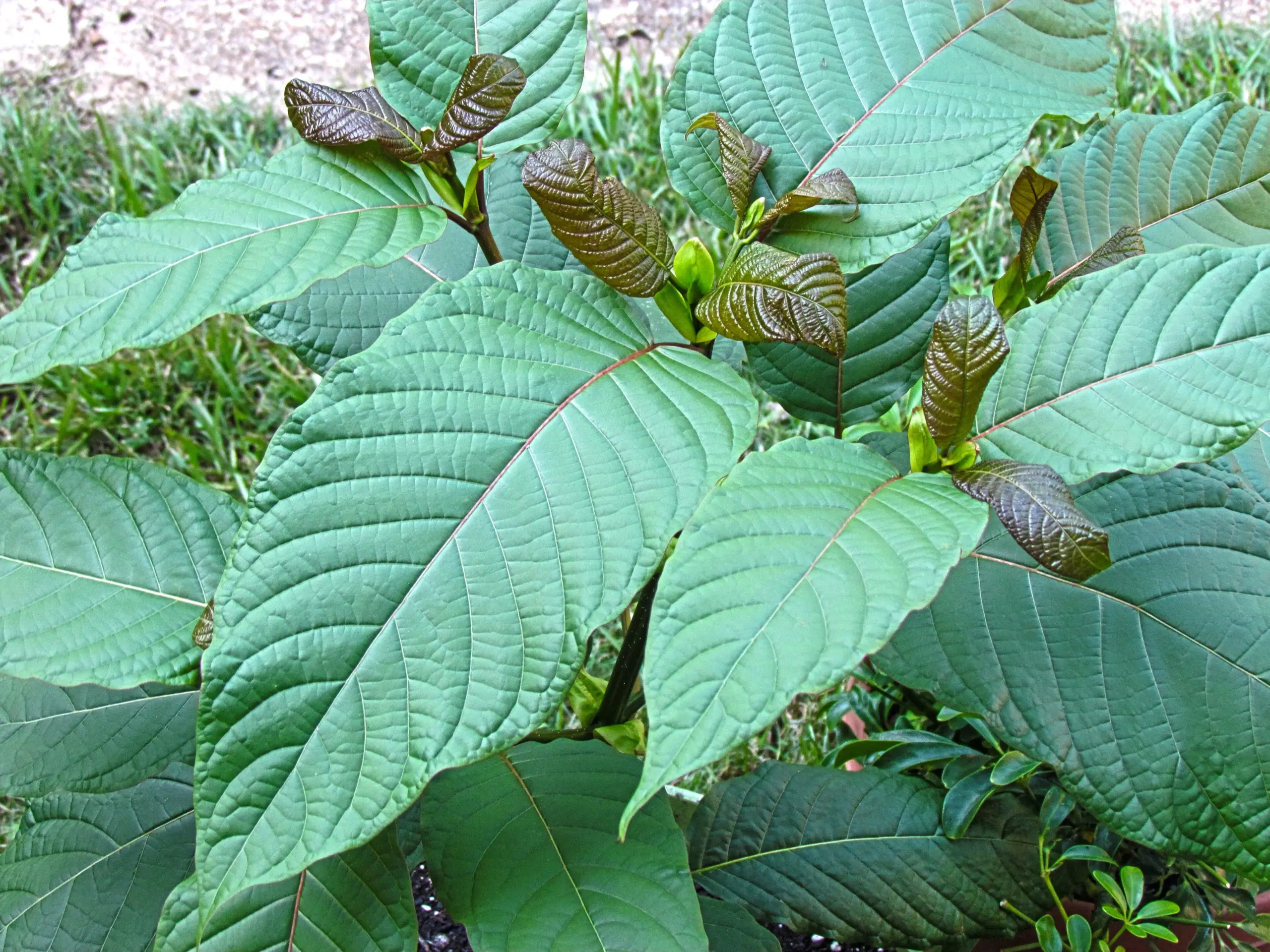 Kratom rostlina