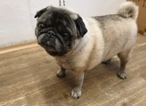 Mops