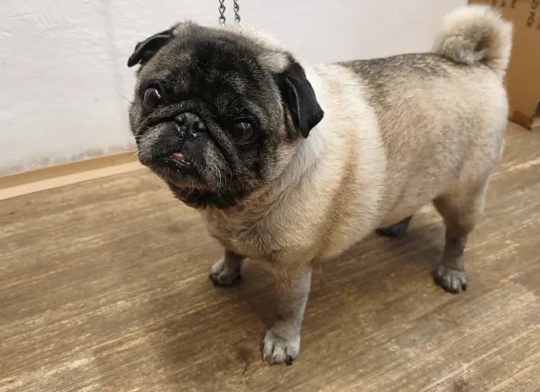 Mops