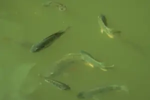 Ryby ve vodě